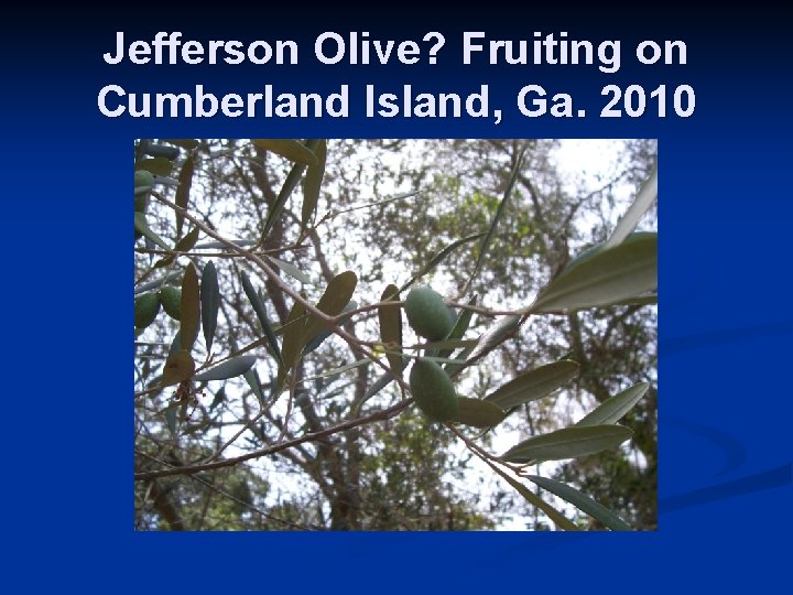 Jefferson Olive? Fruiting on Cumberland Island, Ga. 2010 