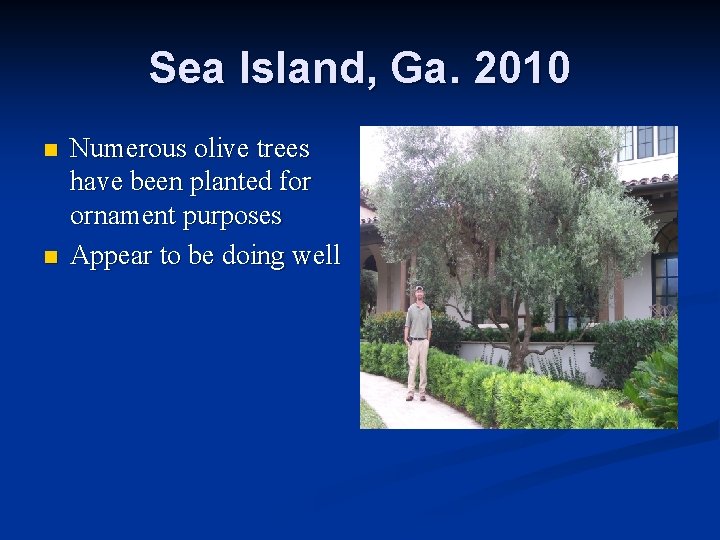 Sea Island, Ga. 2010 n n Numerous olive trees have been planted for ornament
