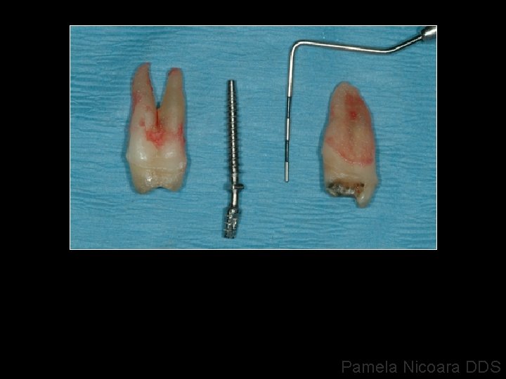 Pamela Nicoara DDS 