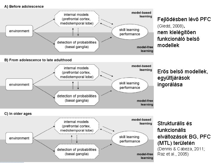 Fejlődésben lévő PFC (Giedd, 2008), nem kielégítően funkcionáló belső modellek Erős belső modellek, együttjárások Fejlődésben lévő PFC (Giedd, 2008), nem kielégítően funkcionáló belső modellek Erős belső modellek, együttjárások