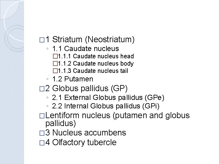 � 1 Striatum (Neostriatum) ◦ 1. 1 Caudate nucleus � 1. 1. 1 Caudate � 1 Striatum (Neostriatum) ◦ 1. 1 Caudate nucleus � 1. 1. 1 Caudate