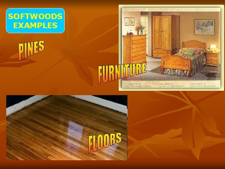 SOFTWOODS EXAMPLES 