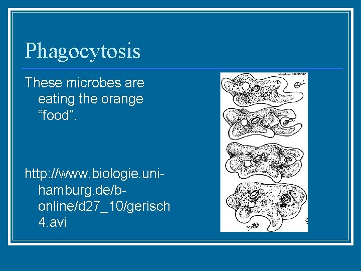 Phagocytosis These microbes are eating the orange “food”. http: //www. biologie. unihamburg. de/bonline/d 27_10/gerisch