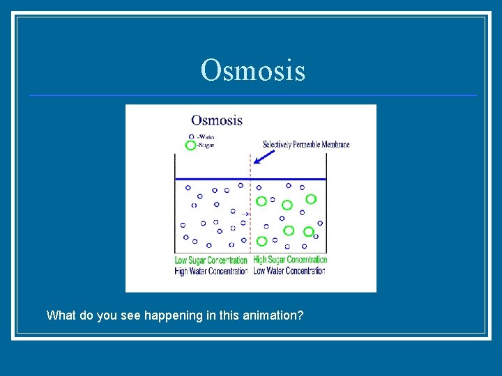 Osmosis What do you see happening in this animation? 