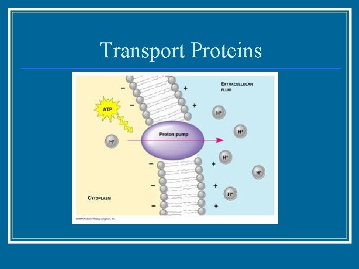 Transport Proteins 