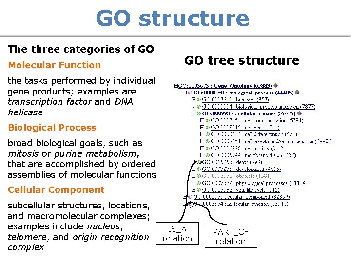 GO structure The three categories of GO Molecular Function GO tree structure the tasks