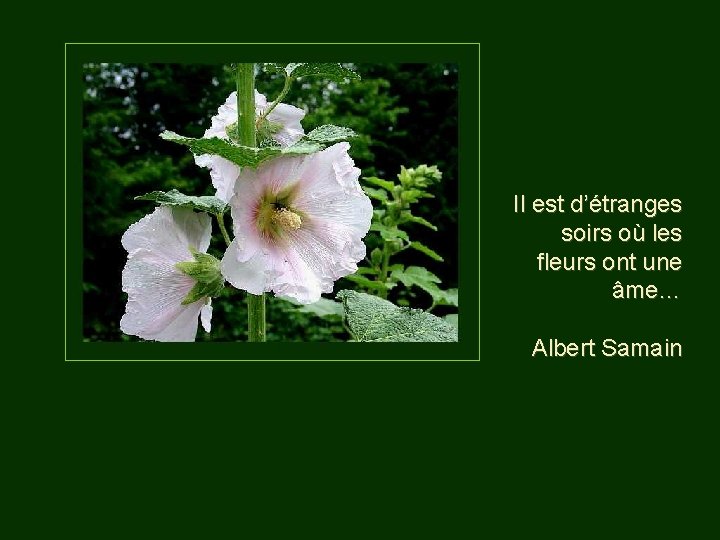 Il est d’étranges soirs où les fleurs ont une âme… Albert Samain 