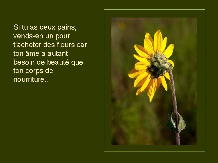 Si tu as deux pains, vends-en un pour t’acheter des fleurs car ton âme