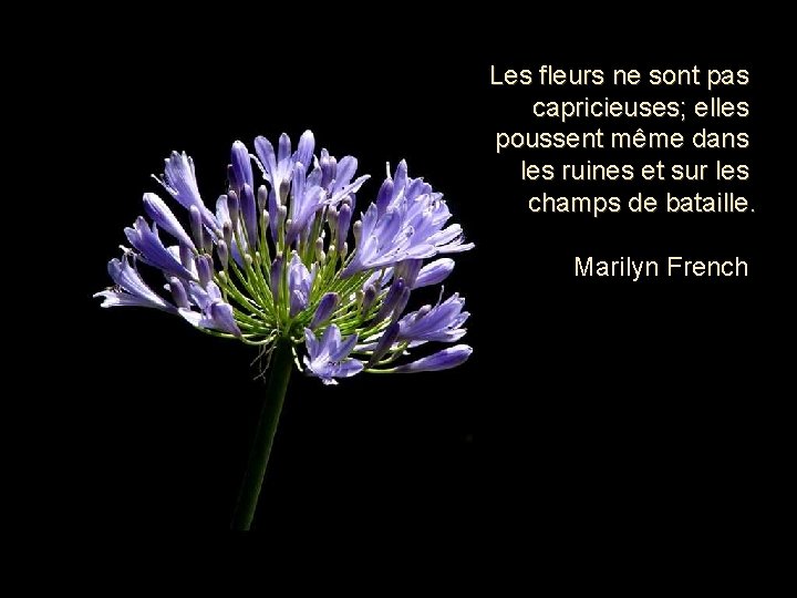 Les fleurs ne sont pas capricieuses; elles poussent même dans les ruines et sur