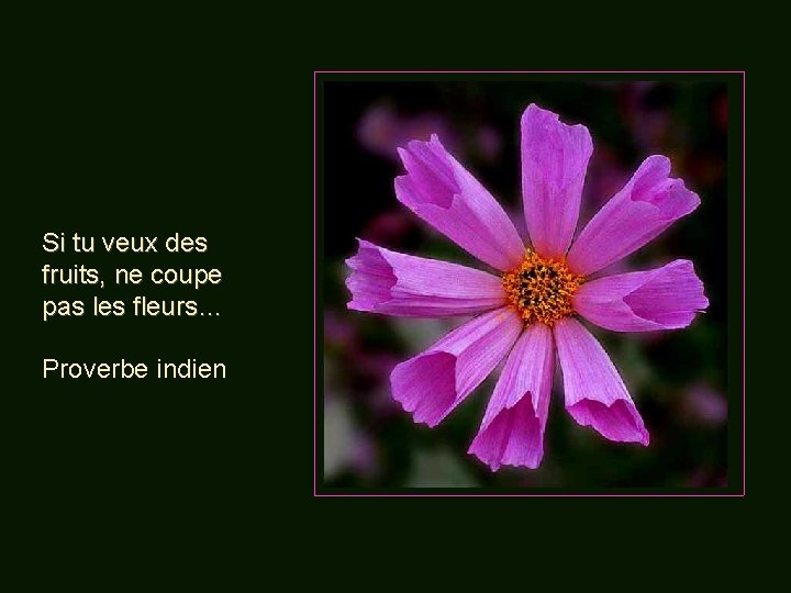 Si tu veux des fruits, ne coupe pas les fleurs… Proverbe indien 