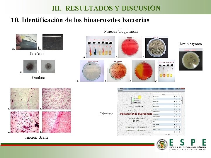 III. RESULTADOS Y DISCUSIÓN 10. Identificación de los bioaerosoles bacterias Pruebas bioquímicas Antibiograma Catalasa