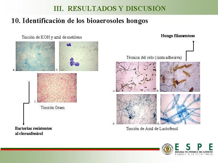 III. RESULTADOS Y DISCUSIÓN 10. Identificación de los bioaerosoles hongos Tinción de KOH y