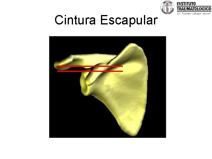 Cintura Escapular 