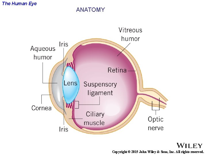 The Human Eye ANATOMY Copyright © 2015 John Wiley & Sons, Inc. All rights