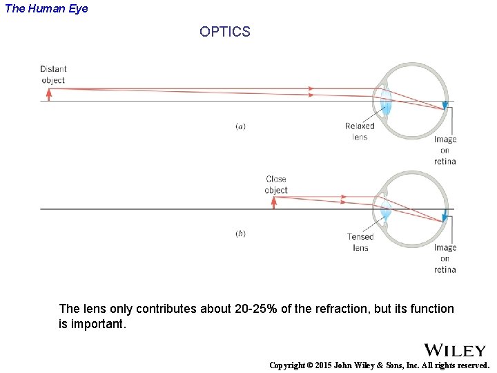 The Human Eye OPTICS The lens only contributes about 20 -25% of the refraction,