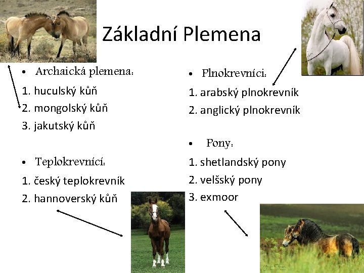 Základní Plemena • Archaická plemena: 1. huculský kůň 2. mongolský kůň 3. jakutský kůň