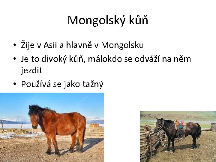 Mongolský kůň • Žije v Asii a hlavně v Mongolsku • Je to divoký