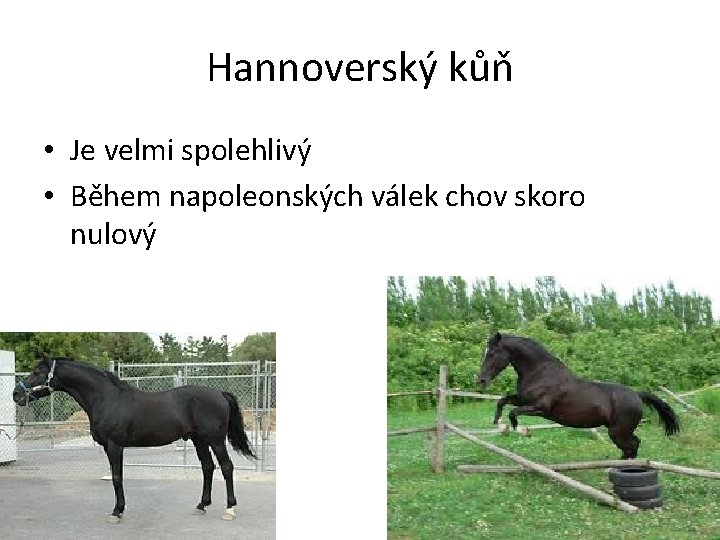 Hannoverský kůň • Je velmi spolehlivý • Během napoleonských válek chov skoro nulový 