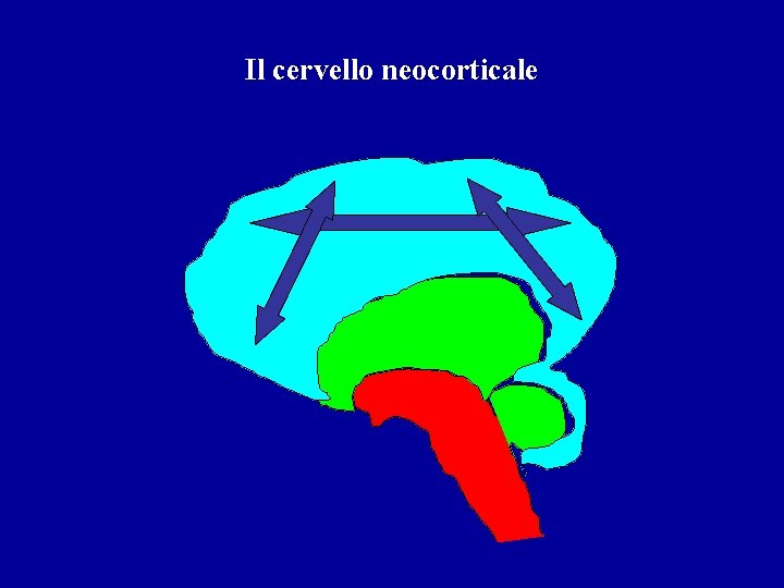Il cervello neocorticale 