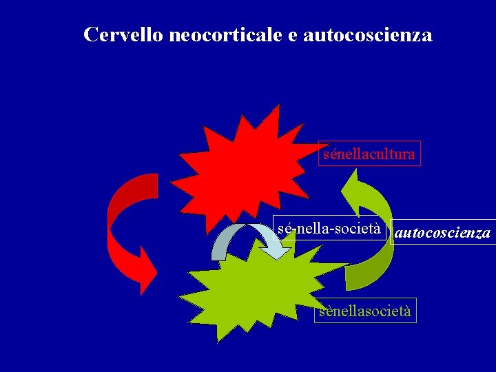 Cervello neocorticale e autocoscienza sénellacultura sé-nella-società autocoscienza sènellasocietà 