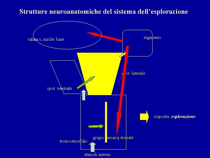 Strutture neuroanatomiche del sistema dell’esplorazione tegmento talamo, nuclei base ipot. laterale ipot. ventrale risposta: