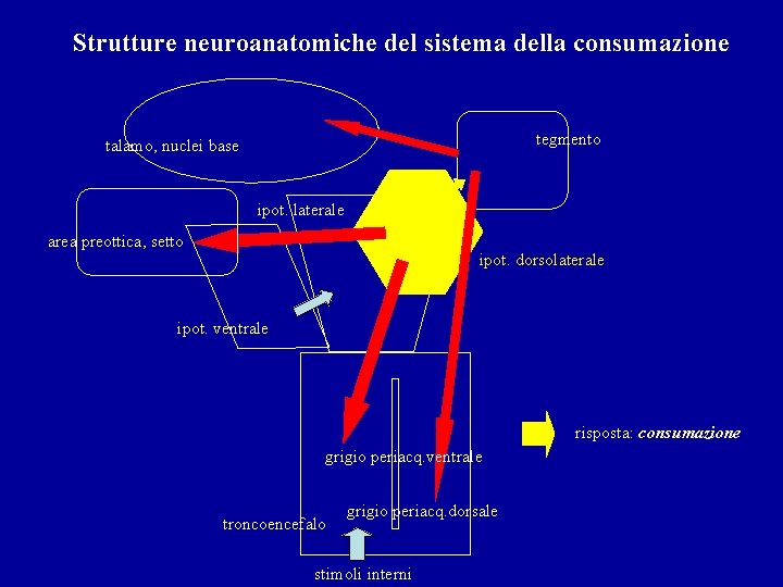 Strutture neuroanatomiche del sistema della consumazione tegmento talamo, nuclei base ipot. laterale area preottica,