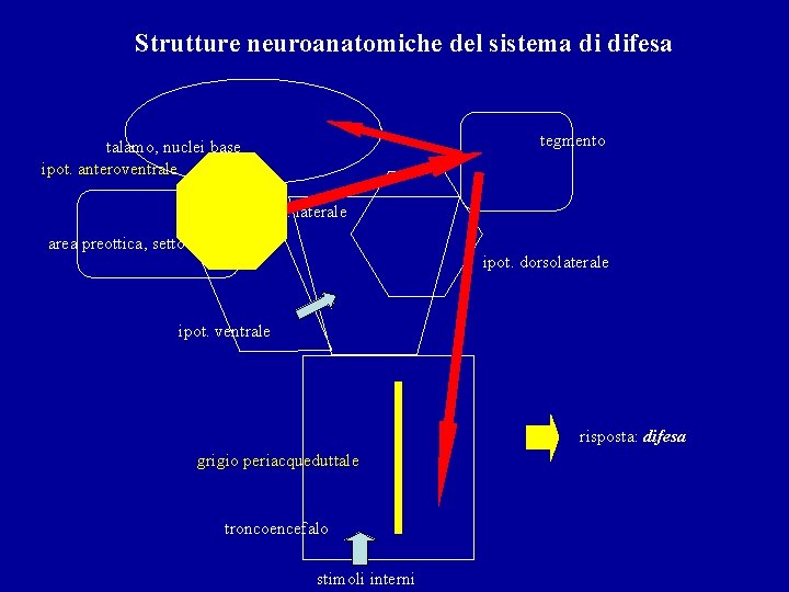 Strutture neuroanatomiche del sistema di difesa tegmento talamo, nuclei base ipot. anteroventrale ipot. laterale