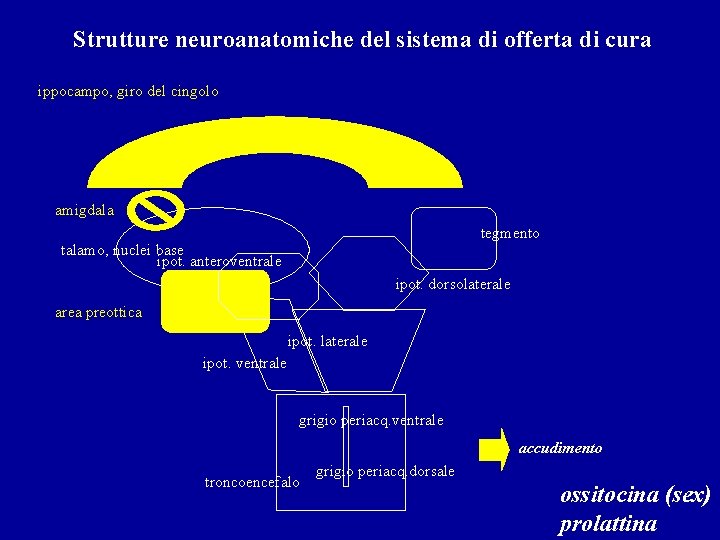 Strutture neuroanatomiche del sistema di offerta di cura ippocampo, giro del cingolo amigdala tegmento