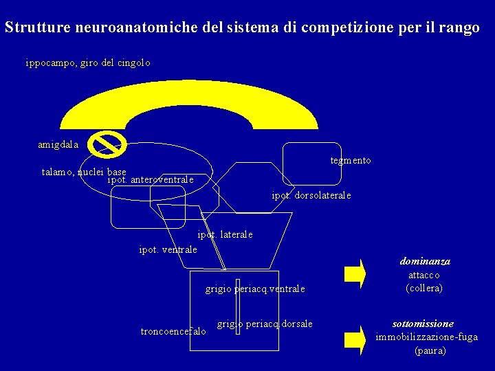 Strutture neuroanatomiche del sistema di competizione per il rango ippocampo, giro del cingolo amigdala