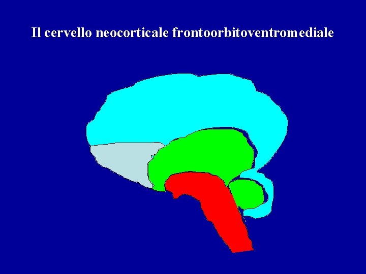 Il cervello neocorticale frontoorbitoventromediale 