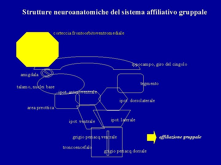 Strutture neuroanatomiche del sistema affiliativo gruppale corteccia frontoorbitoventromediale ippocampo, giro del cingolo amigdala talamo,