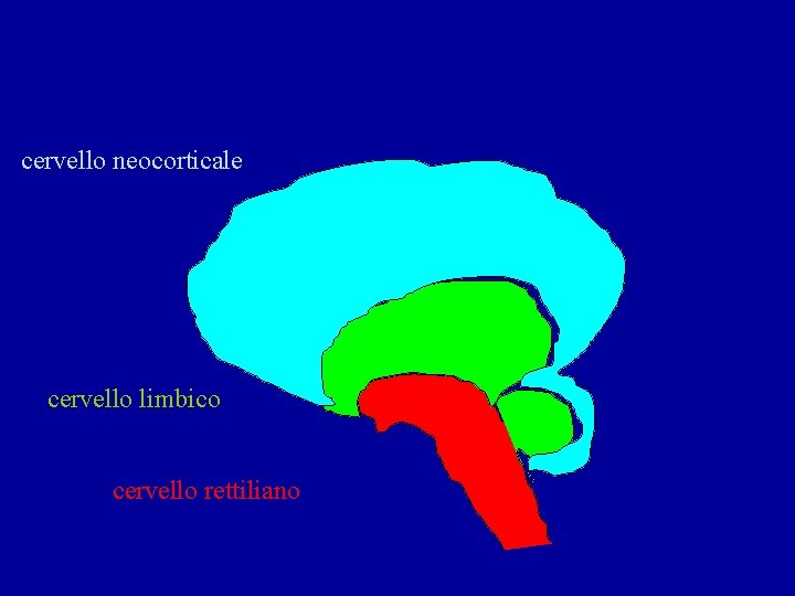 cervello neocorticale cervello limbico cervello rettiliano 