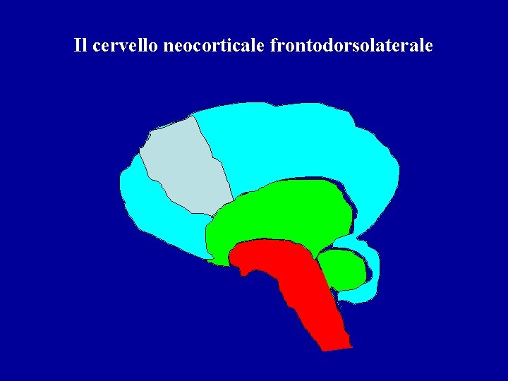 Il cervello neocorticale frontodorsolaterale 