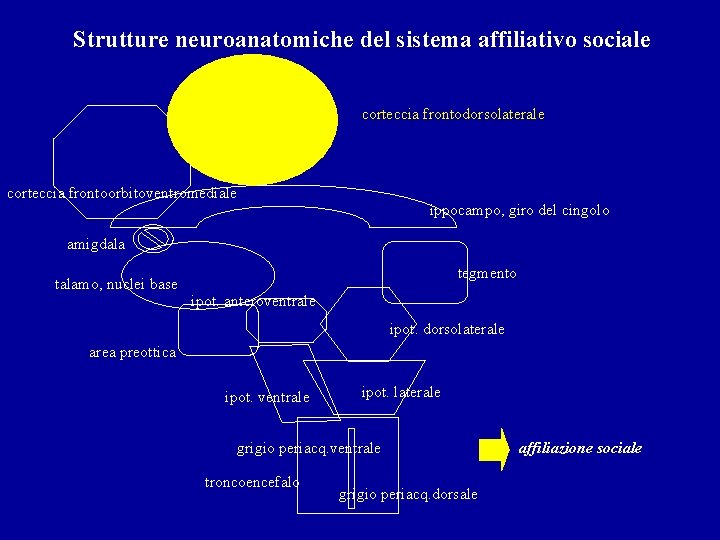 Strutture neuroanatomiche del sistema affiliativo sociale corteccia frontodorsolaterale corteccia frontoorbitoventromediale ippocampo, giro del cingolo