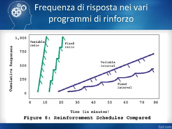 Frequenza di risposta nei vari programmi di rinforzo 