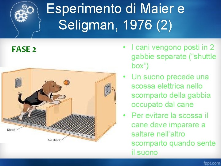 Esperimento di Maier e Seligman, 1976 (2) FASE 2 • I cani vengono posti