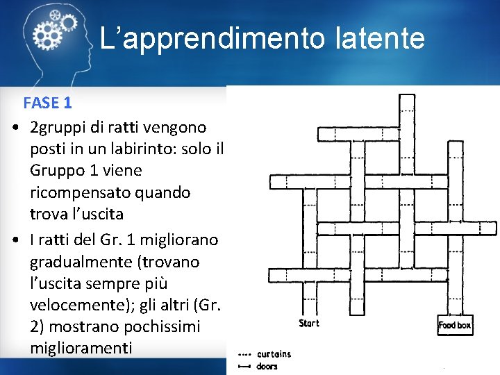 L’apprendimento latente FASE 1 • 2 gruppi di ratti vengono posti in un labirinto: