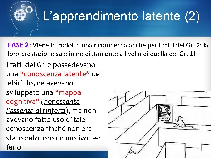 L’apprendimento latente (2) FASE 2: Viene introdotta una ricompensa anche per i ratti del