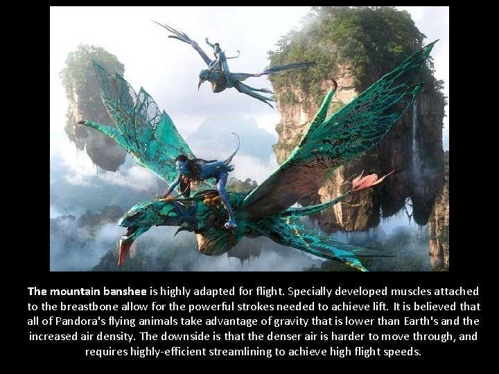 The mountain banshee is highly adapted for flight. Specially developed muscles attached to the