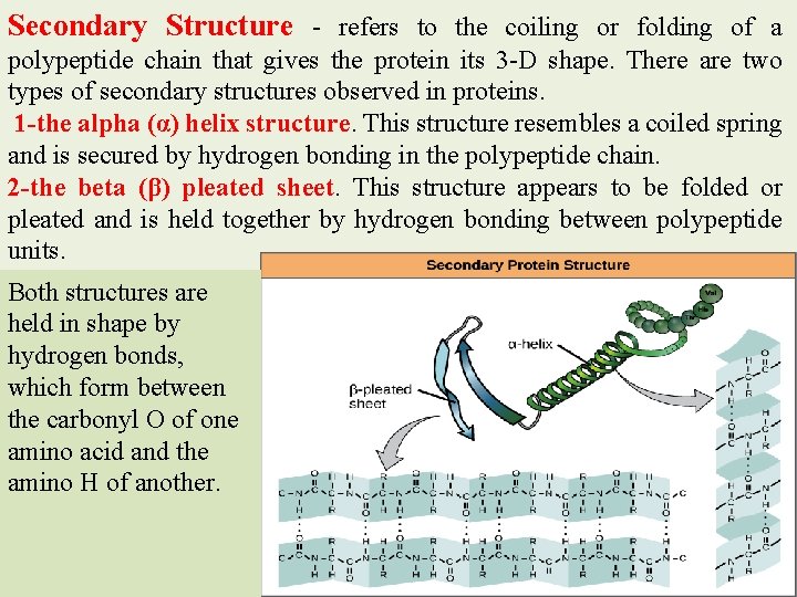 Secondary Structure - refers to the coiling or folding of a polypeptide chain that