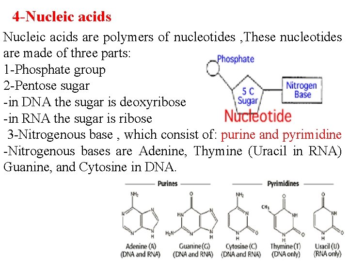 4 -Nucleic acids are polymers of nucleotides , These nucleotides are made of three