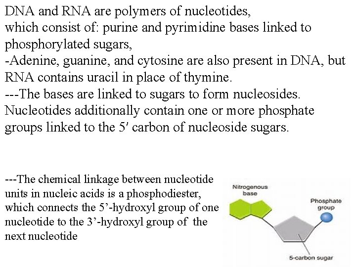 DNA and RNA are polymers of nucleotides, which consist of: purine and pyrimidine bases