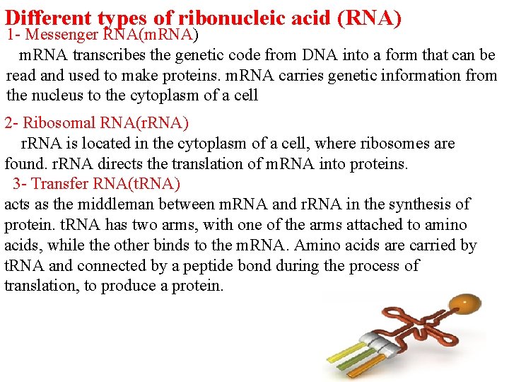 Different types of ribonucleic acid (RNA) 1 - Messenger RNA(m. RNA) m. RNA transcribes