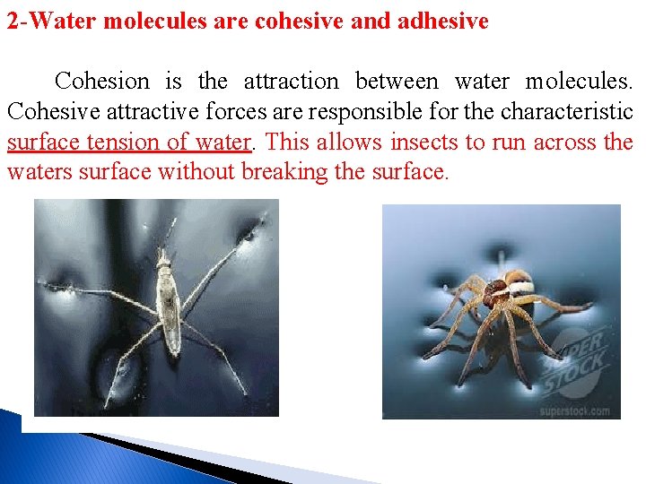 2 -Water molecules are cohesive and adhesive Cohesion is the attraction between water molecules.