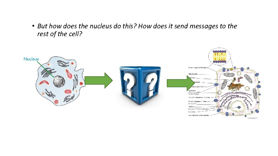  • But how does the nucleus do this? How does it send messages