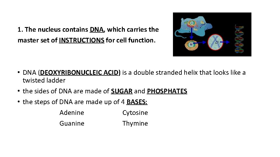 1. The nucleus contains DNA, which carries the master set of INSTRUCTIONS for cell