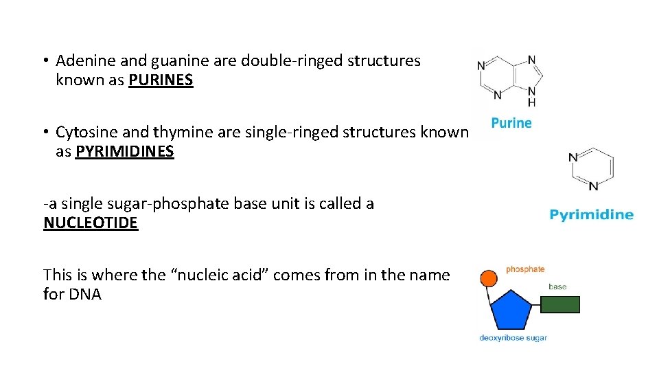  • Adenine and guanine are double-ringed structures known as PURINES • Cytosine and