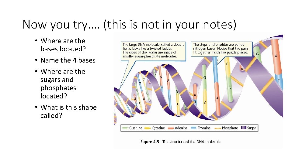 Now you try…. (this is not in your notes) • Where are the bases