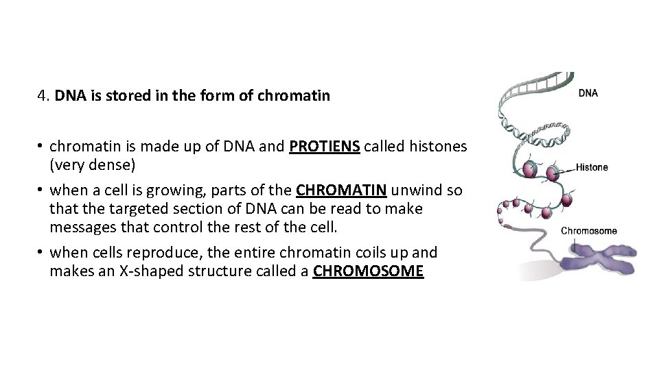 4. DNA is stored in the form of chromatin • chromatin is made up