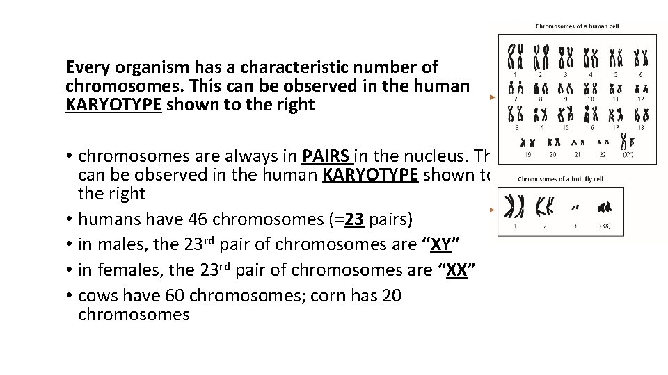 Every organism has a characteristic number of chromosomes. This can be observed in the